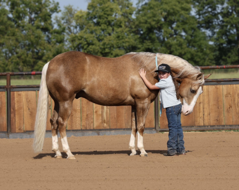 HorseID: 2318466 Big Star - PhotoID: 1105506