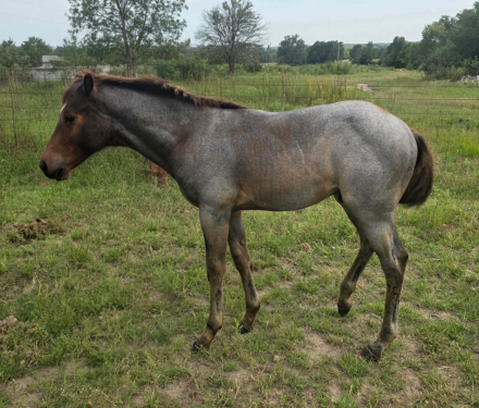 HorseID: 2318468 Colonel Irish Boon - PhotoID: 1105520