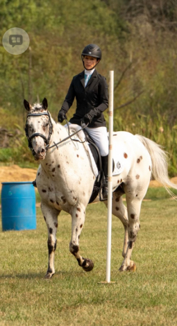 HorseID: 2318469 Super Moon Action - PhotoID: 1105516