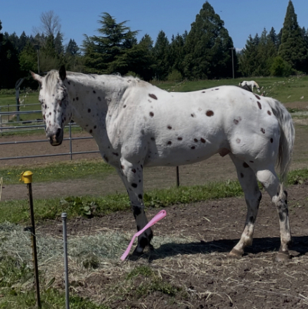 HorseID: 2318469 Super Moon Action - PhotoID: 1105517