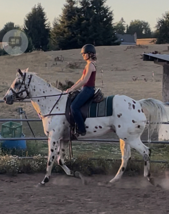 HorseID: 2318469 Super Moon Action - PhotoID: 1105518