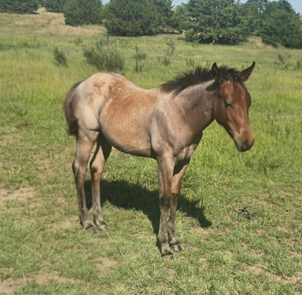 HorseID: 2318471 Freckled Dual Boon - PhotoID: 1105525