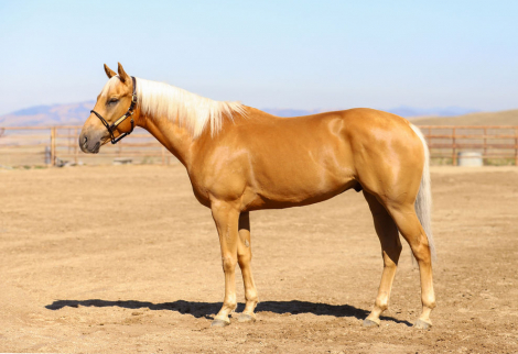 HorseID: 2318479 GW Grandpa Dewey - PhotoID: 1105537