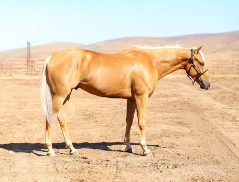 HorseID: 2318479 GW Grandpa Dewey - PhotoID: 1105538