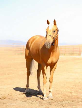 HorseID: 2318479 GW Grandpa Dewey - PhotoID: 1105539