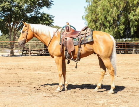 HorseID: 2318479 GW Grandpa Dewey - PhotoID: 1105540