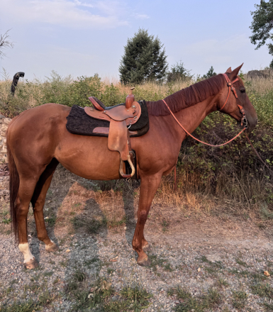 HorseID: 2318480 Slightly - PhotoID: 1105541