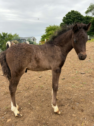 HorseID: 2318481 Sven - PhotoID: 1105542