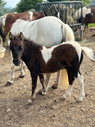 HorseID: 2318482 Rocky - PhotoID: 1105543