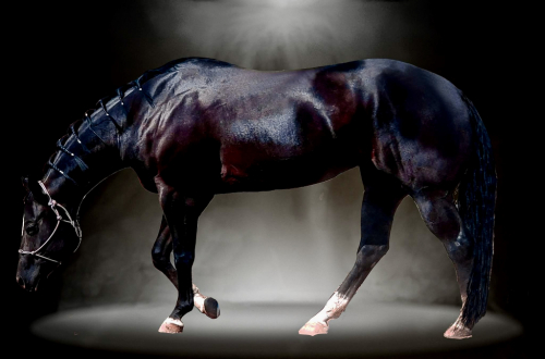 HorseID: 2318483 WAVE EM OUT WANDA - PhotoID: 1105627