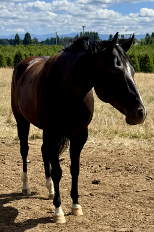 HorseID: 2318483 WAVE EM OUT WANDA - PhotoID: 1105629