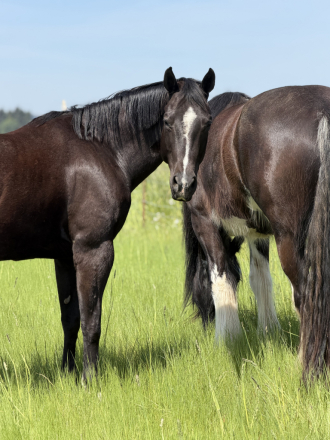 HorseID: 2318483 WAVE EM OUT WANDA - PhotoID: 1105631