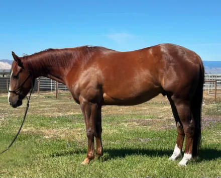 HorseID: 2318486 Lucky Texalena - PhotoID: 1105461