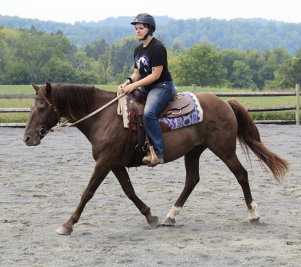 HorseID: 2318488 Ace - PhotoID: 1105546