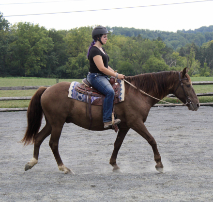HorseID: 2318488 Ace - PhotoID: 1105547