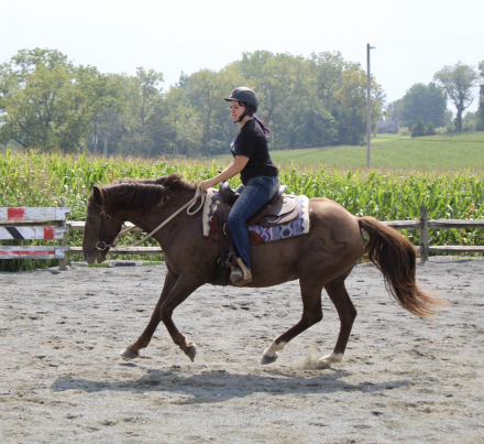 HorseID: 2318488 Ace - PhotoID: 1105548