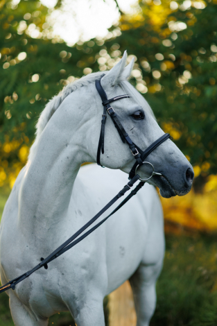HorseID: 2318493 Tornado Lady - PhotoID: 1105549