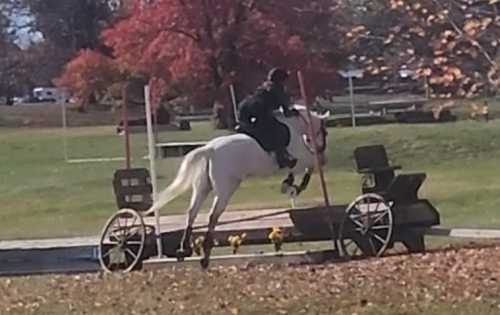 HorseID: 2318493 Tornado Lady - PhotoID: 1105551