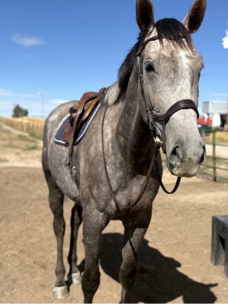 HorseID: 2318505 E'Claire De Lis USF - PhotoID: 1105556