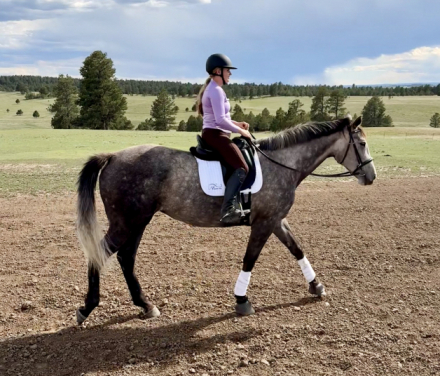 HorseID: 2318505 E'Claire De Lis USF - PhotoID: 1105557