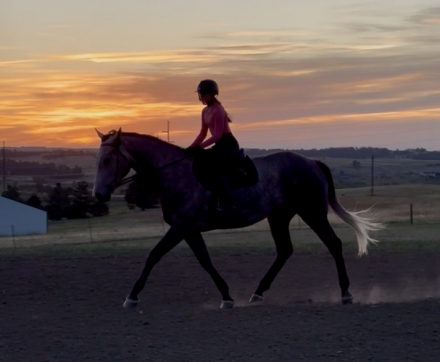 HorseID: 2318505 E'Claire De Lis USF - PhotoID: 1105558