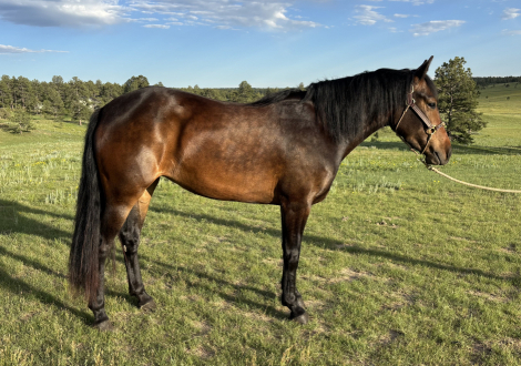 HorseID: 2318506 Tess's Version - PhotoID: 1105559