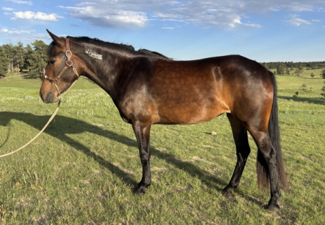 HorseID: 2318506 Tess's Version - PhotoID: 1105560