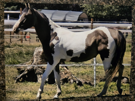 HorseID: 2318510 Smart touch of ice - PhotoID: 1105564