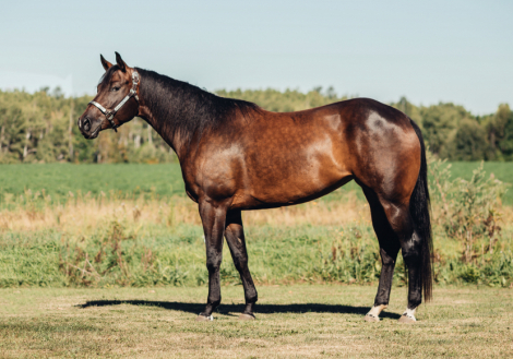 HorseID: 2318511 Corona Makes Me Wild - PhotoID: 1105569