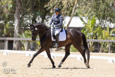 HorseID: 2318515 Maverik 14 - PhotoID: 1105572