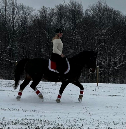 HorseID: 2318516 High Hopes Fancy - PhotoID: 1105574