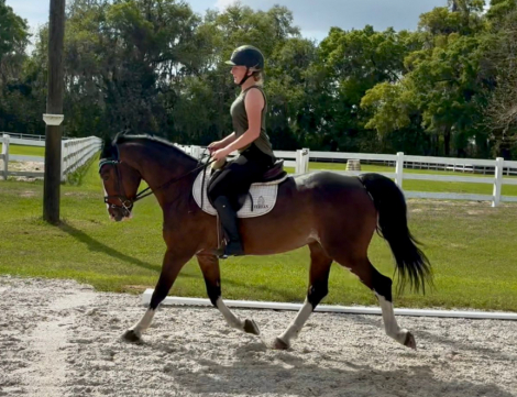 HorseID: 2318516 High Hopes Fancy - PhotoID: 1105575
