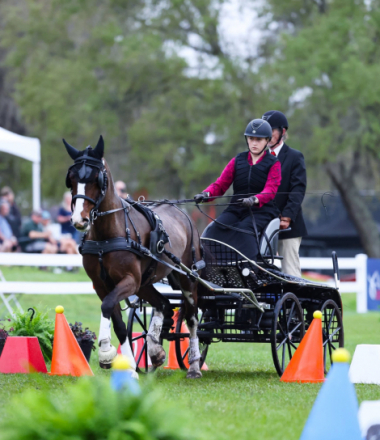 HorseID: 2318516 High Hopes Fancy - PhotoID: 1105576