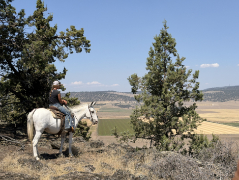 HorseID: 2318517 Margret - PhotoID: 1105585