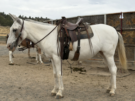 HorseID: 2318517 Margret - PhotoID: 1105586