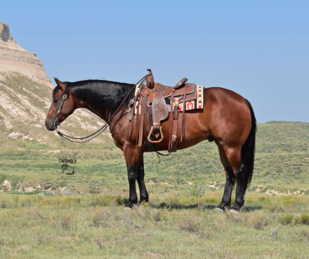 HorseID: 2318518 Jacko - PhotoID: 1105577
