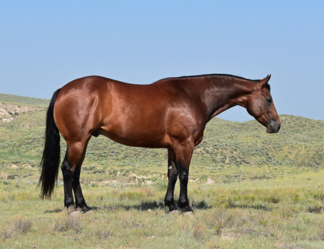 HorseID: 2318518 Jacko - PhotoID: 1105578