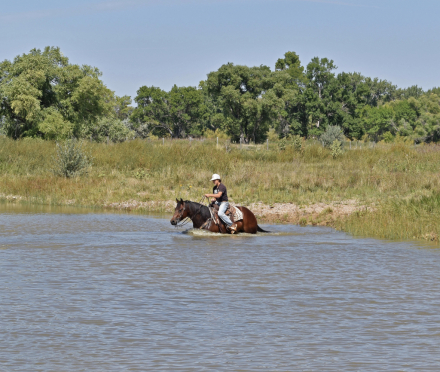 HorseID: 2318518 Jacko - PhotoID: 1105579