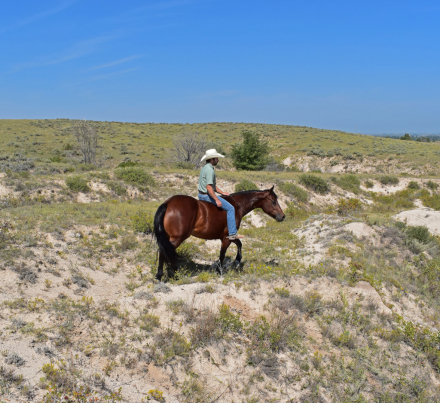 HorseID: 2318518 Jacko - PhotoID: 1105580