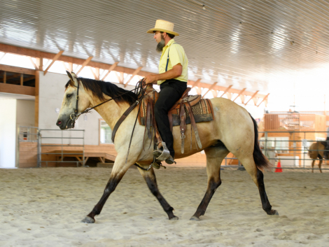 HorseID: 2318520 Meadow - PhotoID: 1105632