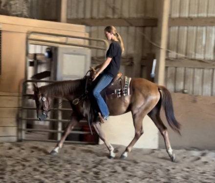 HorseID: 2318525 SD Commando Cat - PhotoID: 1105589