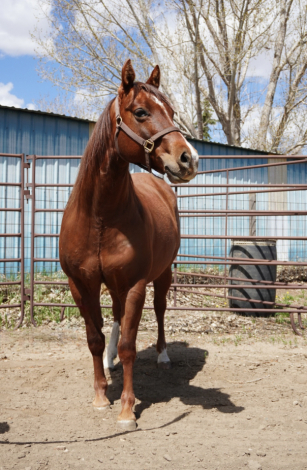 HorseID: 2318526 BNK Genuine Star - PhotoID: 1105633