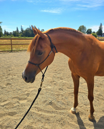 HorseID: 2318528 Prodogys Chrome GRK - PhotoID: 1105593