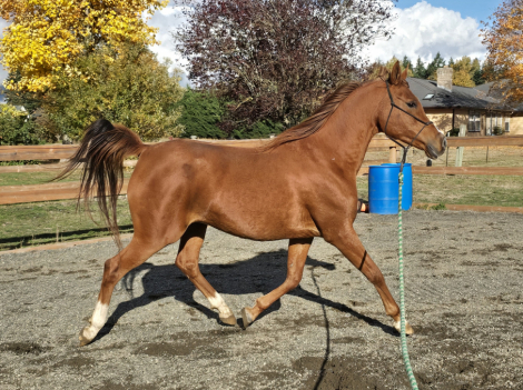 HorseID: 2318528 Prodogys Chrome GRK - PhotoID: 1105594