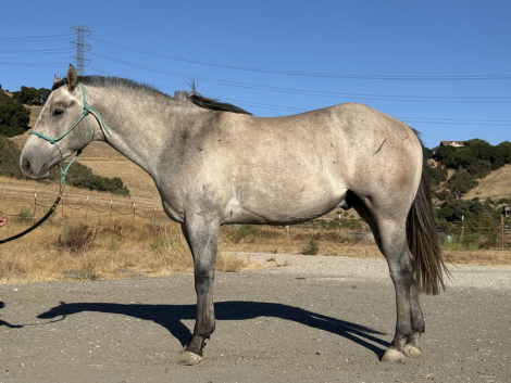HorseID: 2318530 SJ Chick Jack - PhotoID: 1105595