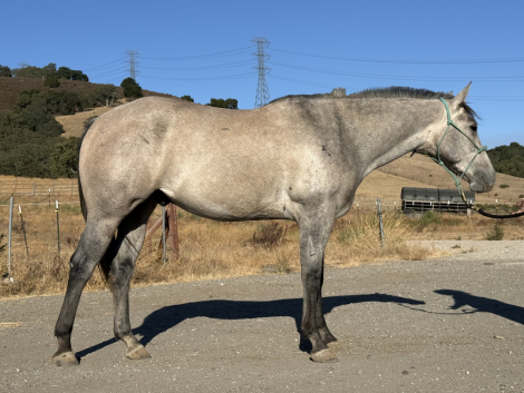 HorseID: 2318530 SJ Chick Jack - PhotoID: 1105596