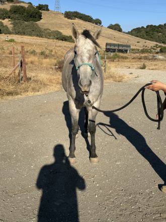 HorseID: 2318530 SJ Chick Jack - PhotoID: 1105597