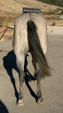 HorseID: 2318530 SJ Chick Jack - PhotoID: 1105598