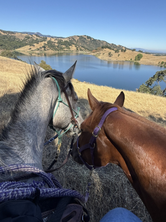 HorseID: 2318530 SJ Chick Jack - PhotoID: 1105599
