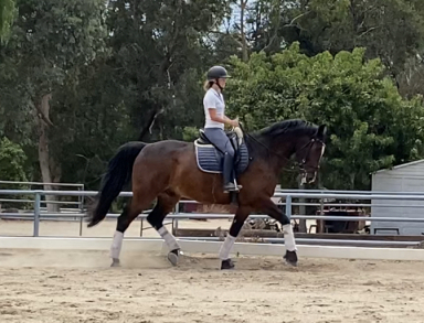 HorseID: 2318531 Griffin - PhotoID: 1105604